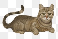 Cat png illustration, transparent background