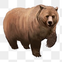 Grizzly bear png illustration, transparent background