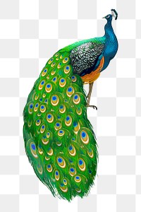 Peacock png illustration, transparent background