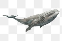 Whale png illustration, transparent background