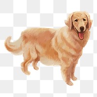 Golden Retriever png illustration, transparent background