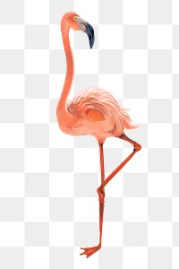 Pink flamingo png illustration, transparent background