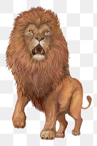 Lion png illustration, transparent background