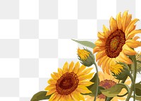 Sunflower png border, transparent background