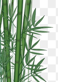 Bamboo png border, transparent background