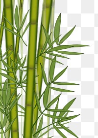 Bamboo png border, transparent background