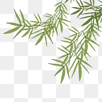 Bamboo png border, transparent background