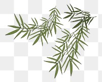 Tree branch png element, transparent background