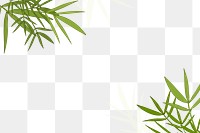 Bamboo png border, transparent background