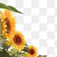 Sunflower png border, transparent background