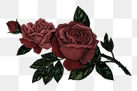 Red rose png illustration, transparent background