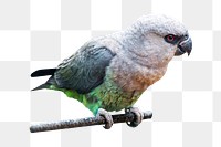 PNG Female red-bellied parrot, collage element, transparent background