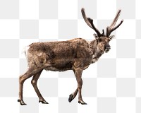 PNG Caribou, collage element, transparent background