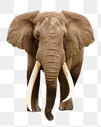 African elephant png animal, transparent background