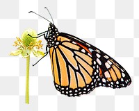 PNG Monarch butterfly on thimbleweed, collage element, transparent background