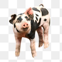 Cute piglet png, design element, transparent background