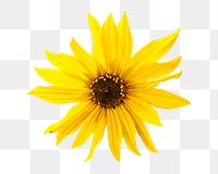 PNG yellow flower, collage element, transparent background