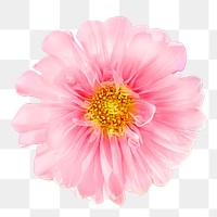 Pink dahlia flower png, transparent background