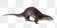 PNG River otter diving, collage element, transparent background