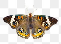 Png beautiful butterfly element, transparent background