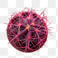 PNG pink cactus, collage element, transparent background