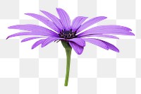 Cape marguerite flower png, transparent background