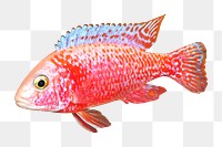 PNG Red sciaenochromis fish close up  , collage element, transparent background