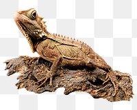 PNG Iguana lizard, collage element, transparent background