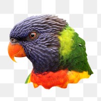 PNG Rainbow Lorikeet bird, collage element, transparent background