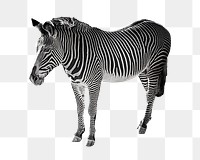 PNG Zebra, collage element, transparent background