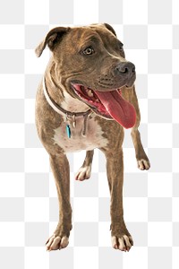 Pit bull dog png, transparent background