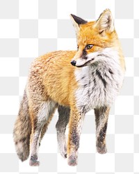 Brown fox png, design element, transparent background