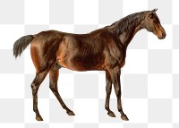 PNG James Ward horse painting  , collage element, transparent background