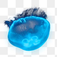 Blue jellyfish png sticker, animal transparent background