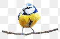 Free tit bird png, transparent background