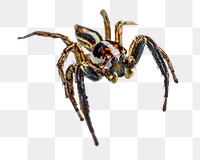 PNG Spider, collage element, transparent background