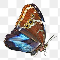 PNG butterfly, collage element, transparent background