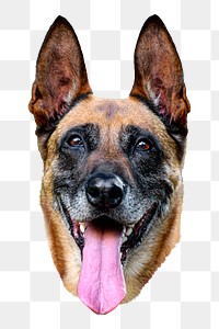 PNG German shepherd  , collage element, transparent background