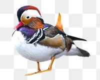 PNG Mandarin duck, collage element, transparent background