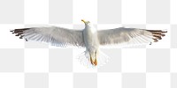 PNG seagull bird, collage element, transparent background