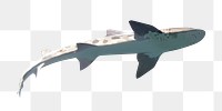 PNG shark, collage element, transparent background