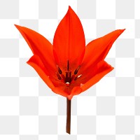 PNG tulip flower, collage element, transparent background