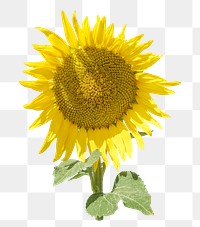 PNG sunflower, collage element, transparent background