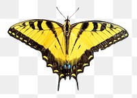 PNG butterfly, collage element, transparent background