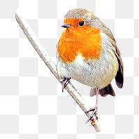 Robin bird png, transparent background