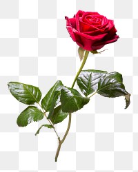 PNG red rose, collage element, transparent background