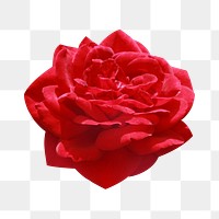 Png red rose element, transparent background