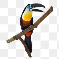 PNG Toucan bird , collage element, transparent background