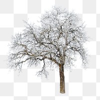 PNG Winter tree, collage element, transparent background