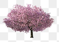 PNG Magnolia tree, collage element, transparent background